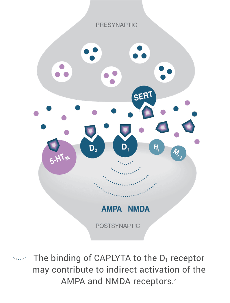The binding of CAPLYTA to the D1 receptor may contribute to indirect activation of the AMPA and NMDA receptors.